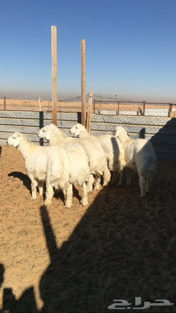 جذعان للمناسبات  (image 1)