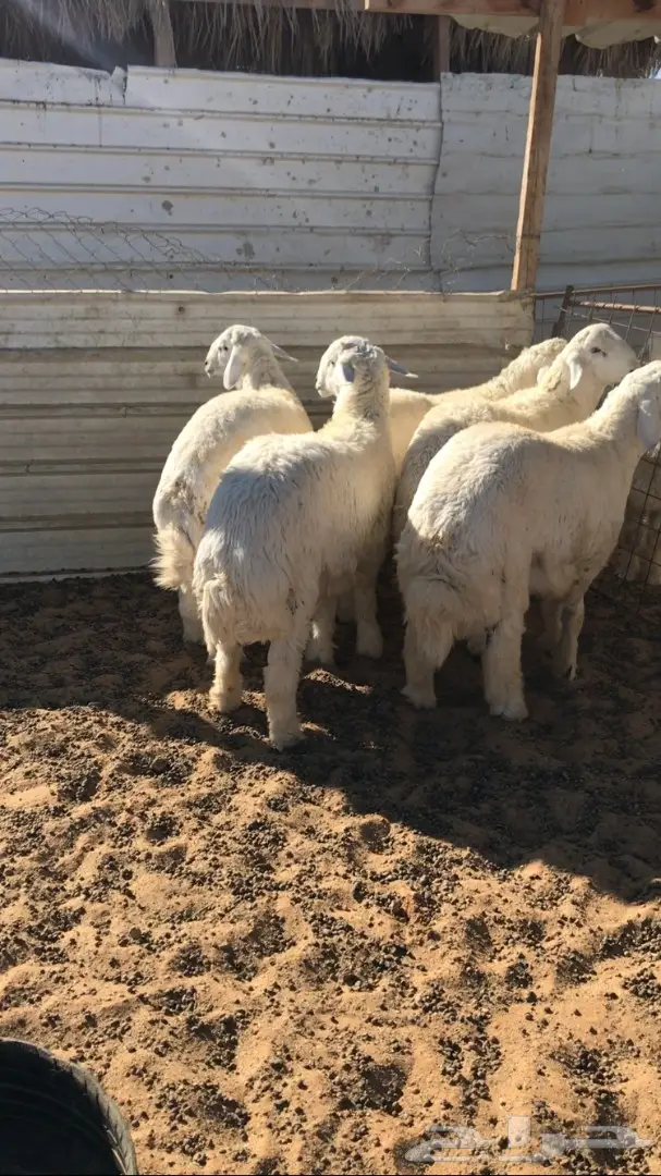 جذعان للمناسبات  (image 2)