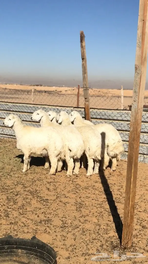 جذعان للمناسبات  (image 3)