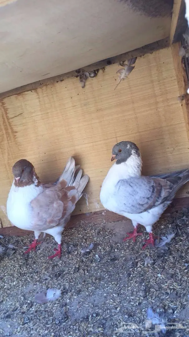 للبيع زوج كنق مكتف 