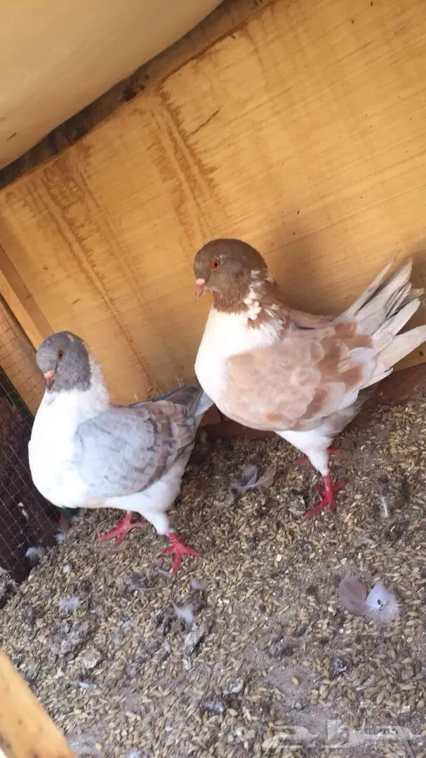 للبيع زوج كنق مكتف  (image 1)