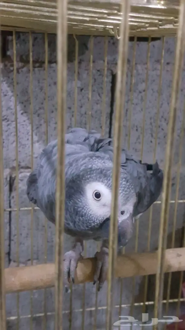ببغاء للبيع (image 1)