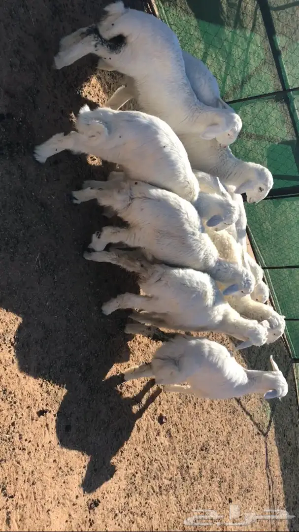 بهم حري للبيع