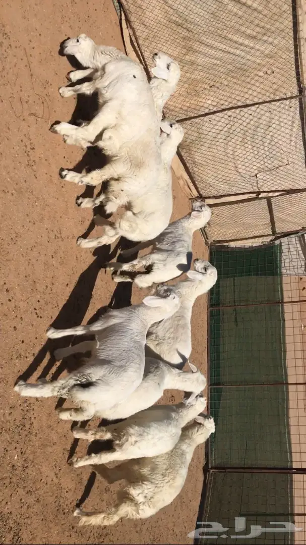 بهم حري للبيع (image 2)