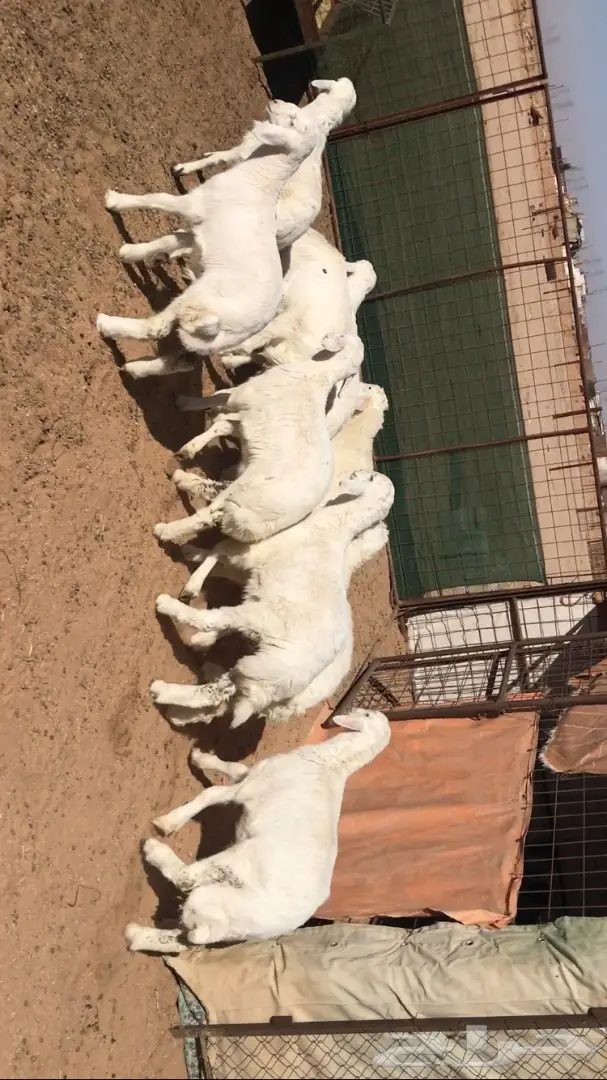 بهم حري للبيع (image 3)