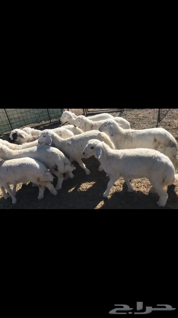 بهم حري للبيع (image 3)