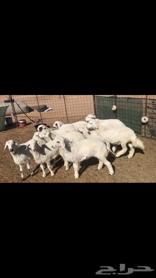 بهم حريات هرافى 