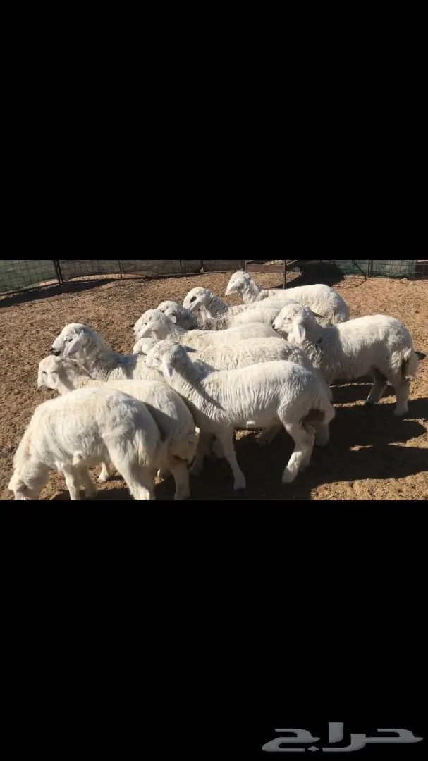 بهم حريات هرافى  (image 1)