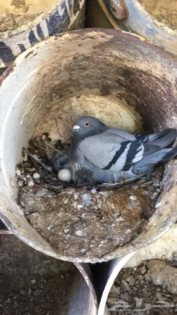 حمام زاجل ازرق امهات للبيع (image 6)