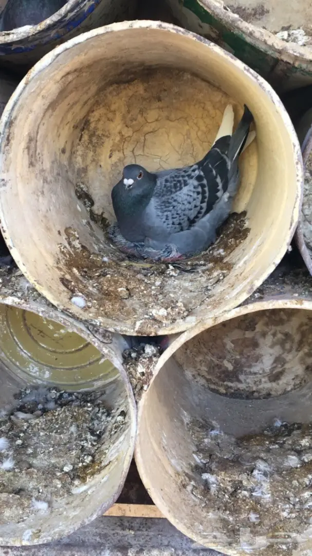 حمام زاجل ازرق امهات للبيع (image 8)