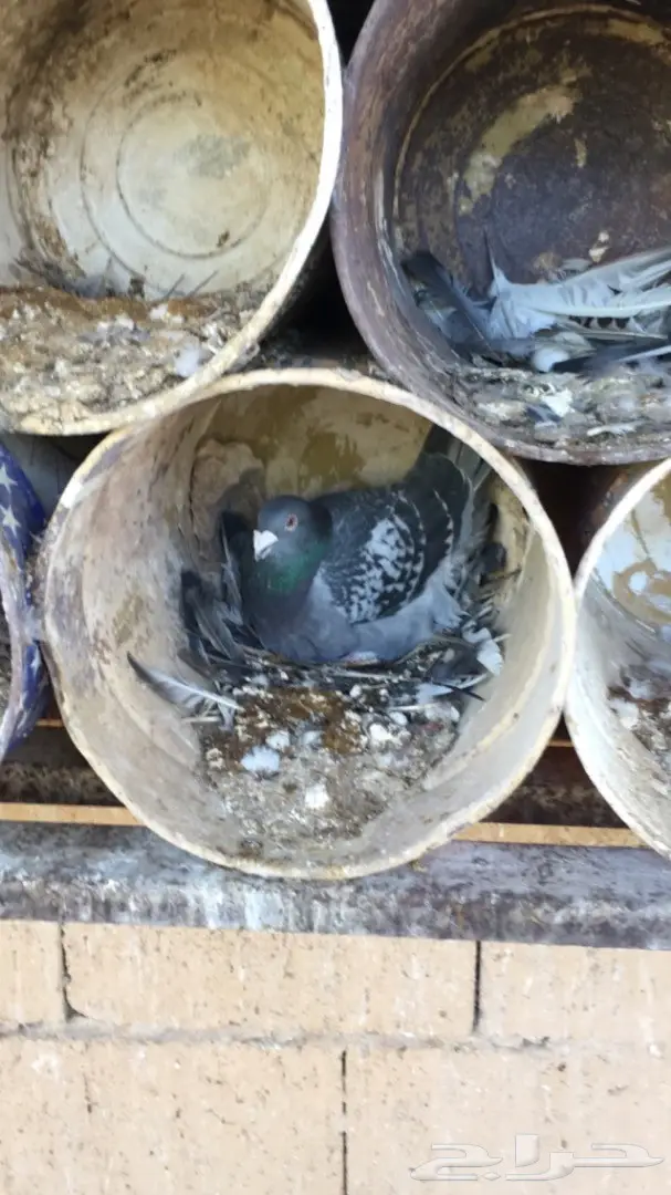 حمام زاجل ازرق امهات للبيع (image 10)