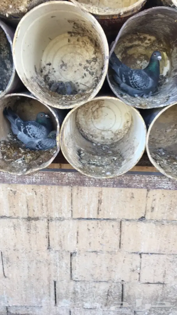 حمام زاجل ازرق امهات للبيع (image 11)