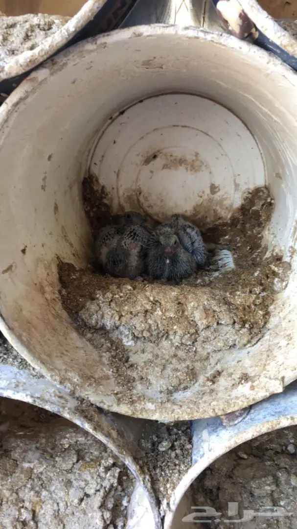 حمام زاجل ازرق امهات للبيع (image 14)