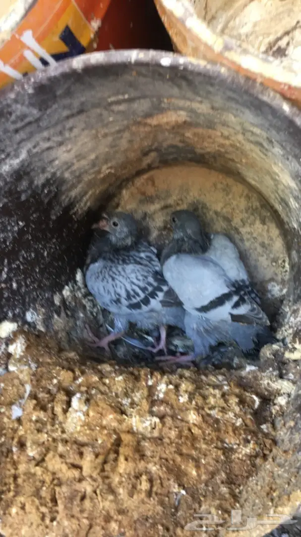 حمام زاجل ازرق امهات للبيع (image 17)