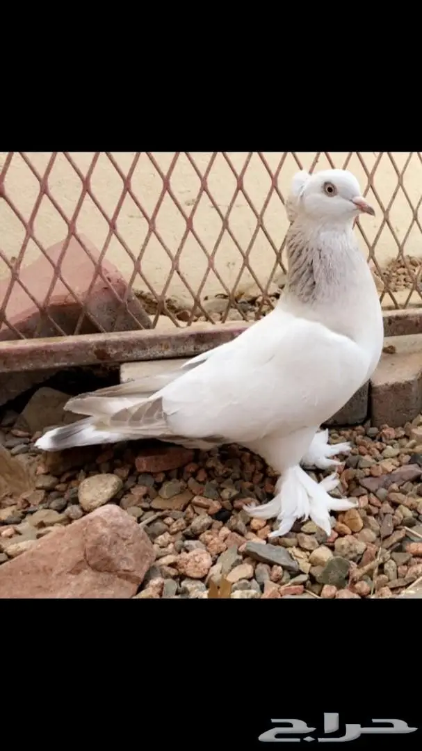 ثلاث فردات من 50 ريال (image 2)