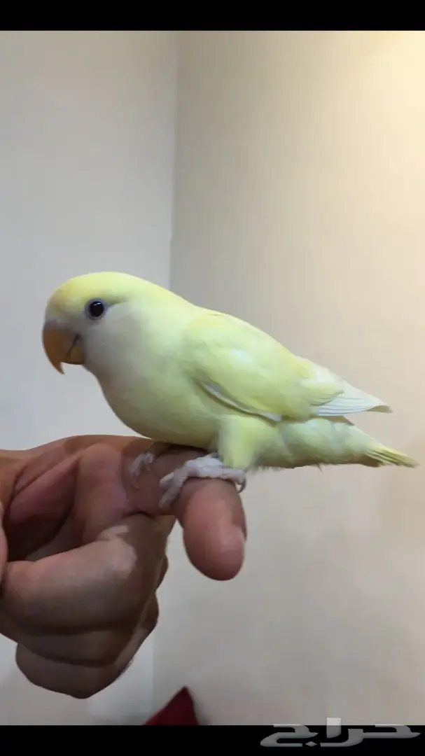 فرخين روز اليفات وهدد