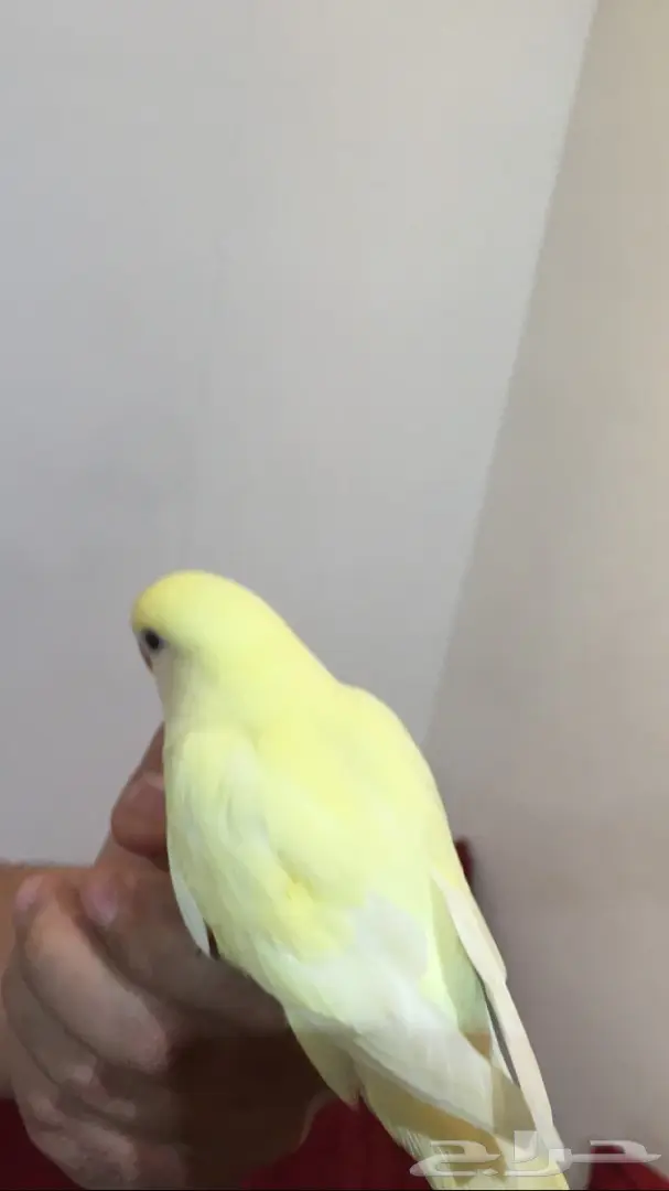 فرخين روز اليفات وهدد (image 1)