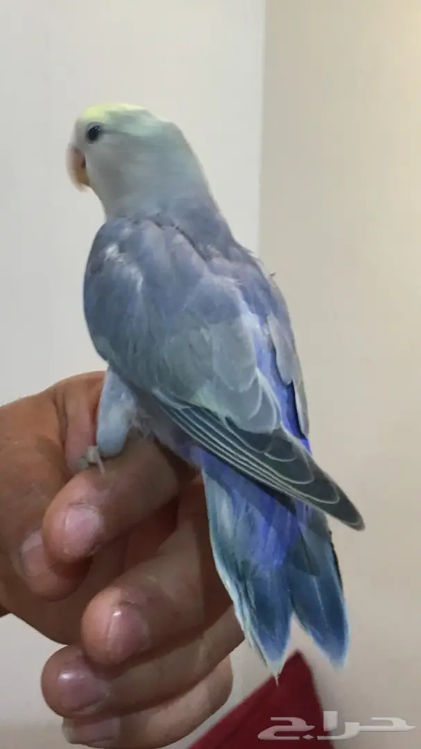 فرخين روز اليفات وهدد (image 2)