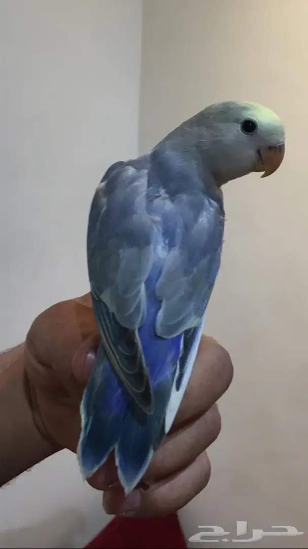 فرخين روز اليفات وهدد (image 3)