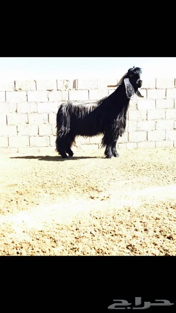 فحل عارضي منتج للبيع