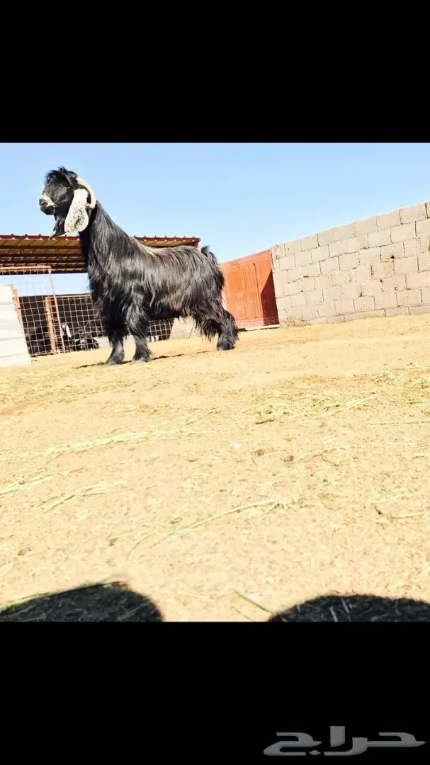 فحل عارضي منتج للبيع (image 1)