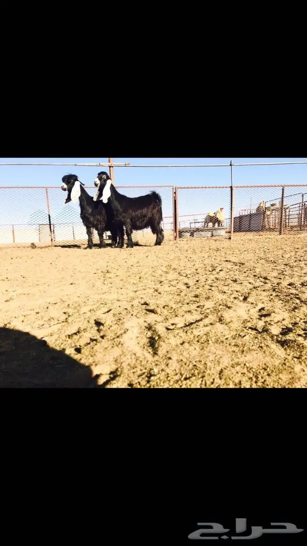 فحل عارضي منتج للبيع (image 2)