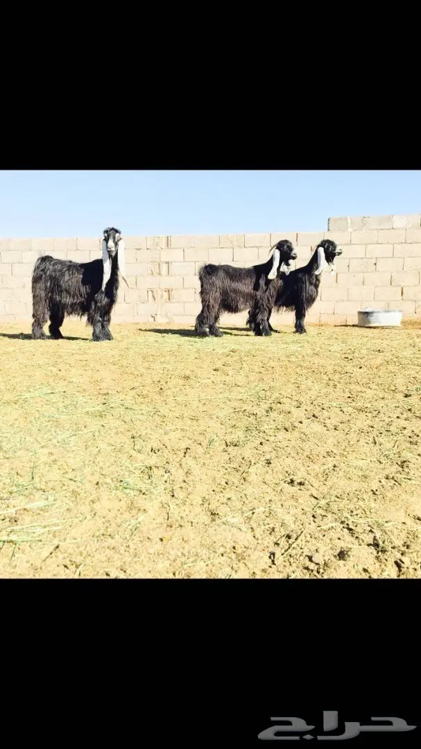 فحل عارضي منتج للبيع (image 3)