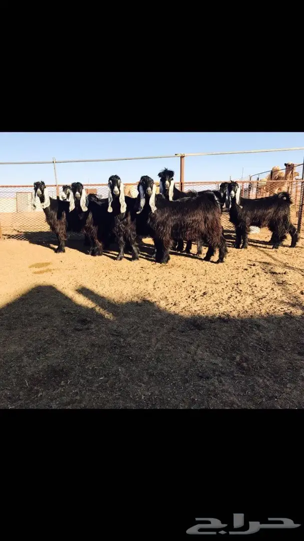 فحل عارضي منتج للبيع (image 4)