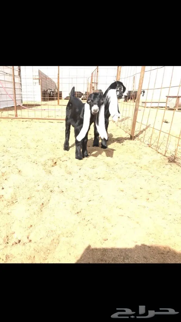 فحل عارضي منتج للبيع (image 5)