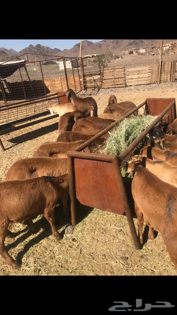 طليان فخارية للبيع - تشكيلة رائعة! (image 3)