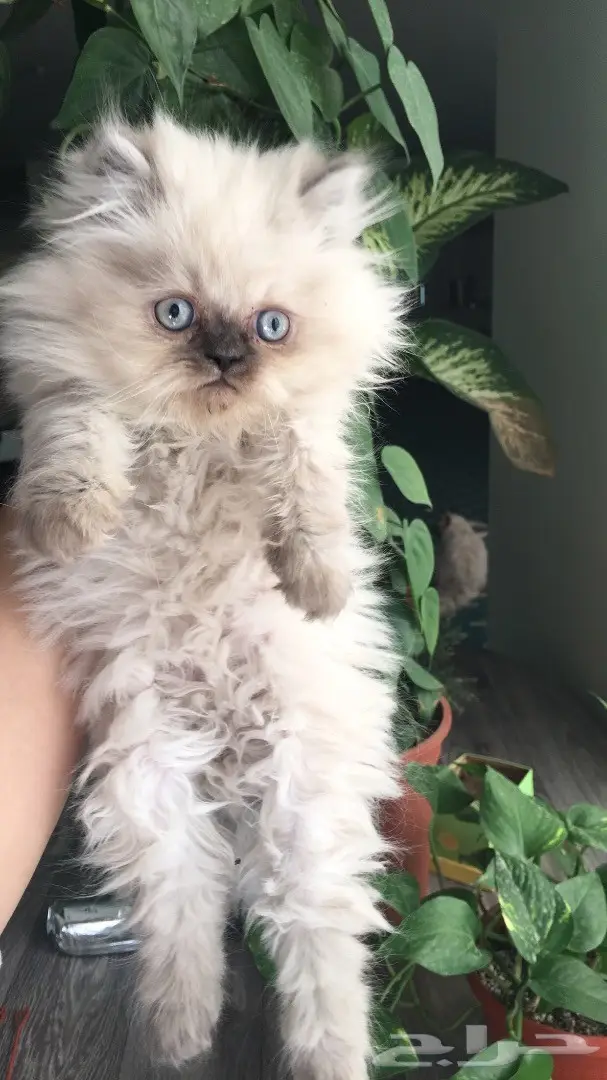 أجمل كيتن همالايا للبيع ب 800 ريال للواحد 