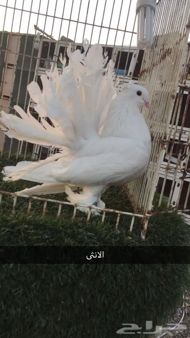 جوز رقاص أمريكي نقي - فرصة لا تُفوت!