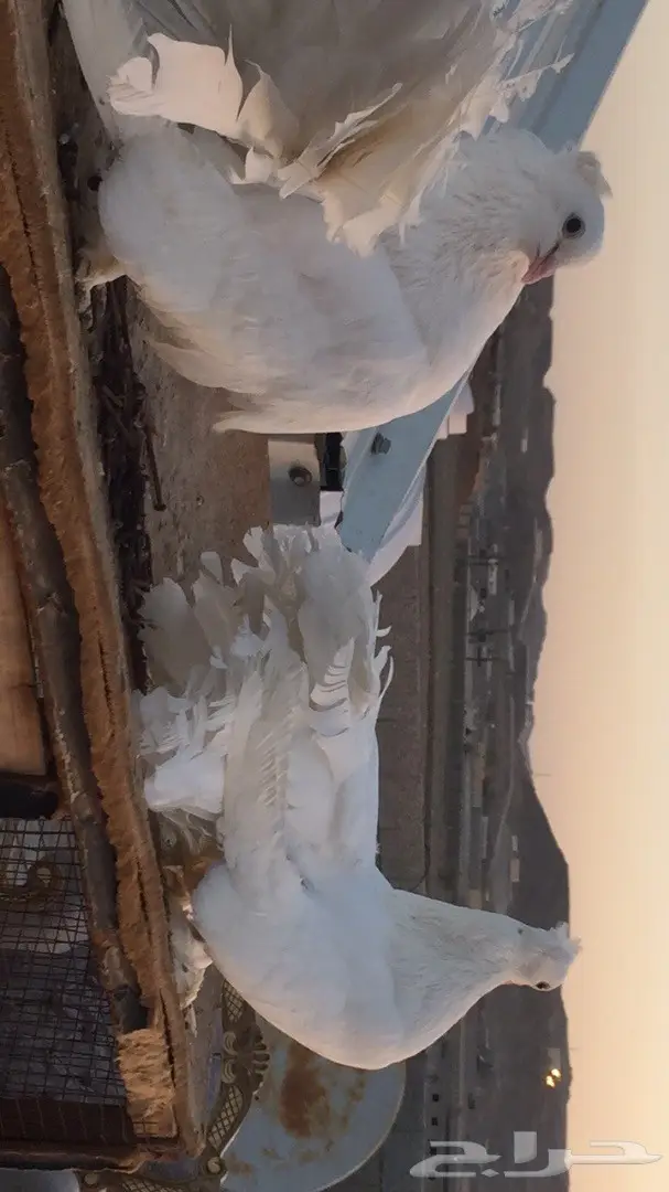 جوز رقاص أمريكي نقي - فرصة لا تُفوت! (image 2)