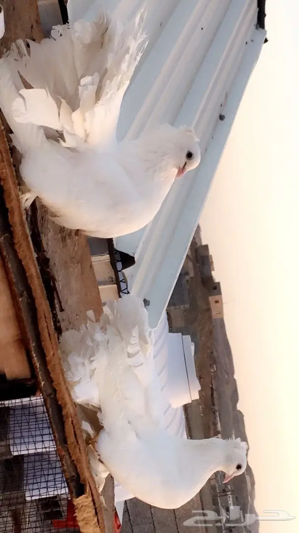 جوز رقاص أمريكي نقي - فرصة لا تُفوت! (image 3)