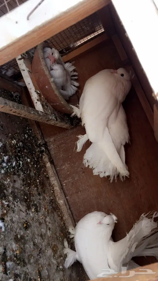 جوز رقاص أمريكي نقي - فرصة لا تُفوت! (image 5)