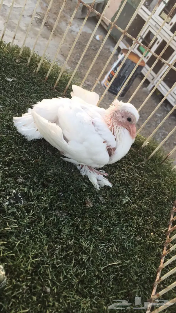 جوز رقاص أمريكي نقي - فرصة لا تُفوت! (image 6)