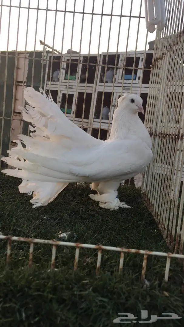 جوز رقاص أمريكي نقي - فرصة لا تُفوت! (image 7)