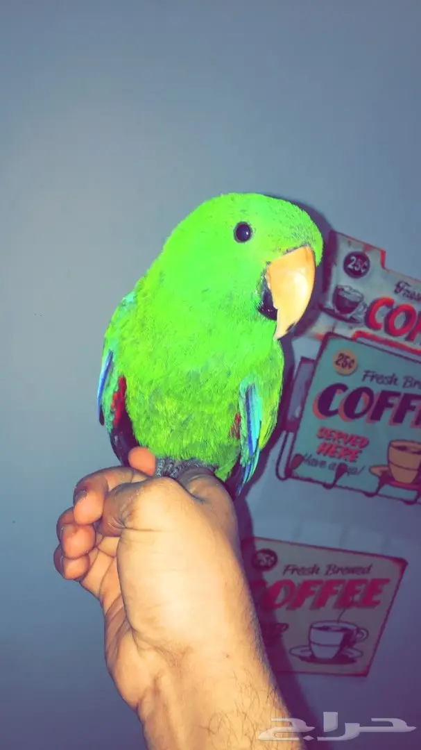 اكلكتوس فرخ 