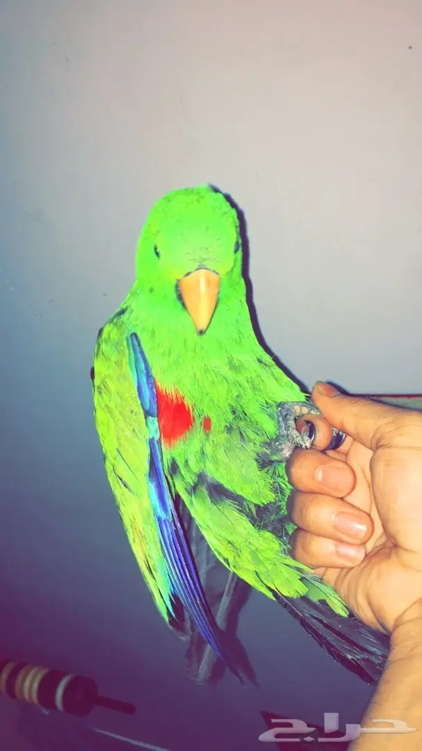 اكلكتوس فرخ  (image 2)