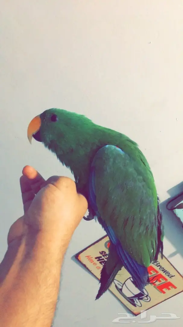 اكلكتوس فرخ  (image 3)