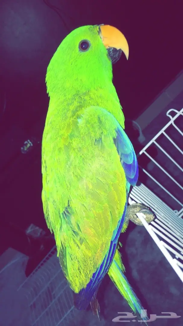 اكلكتوس فرخ  (image 4)