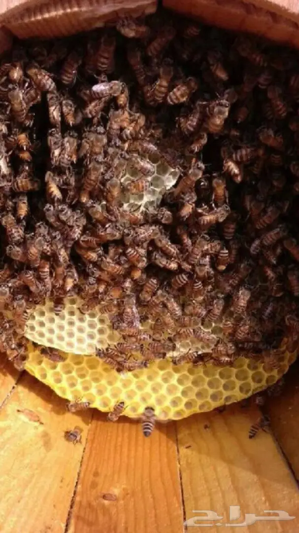 مكافأة 10,000 ريال لمن يثبت وجود إضافة في العسل! (image 4)