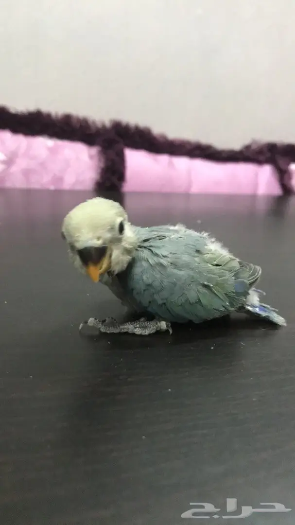 فرخين روز غر  (image 3)