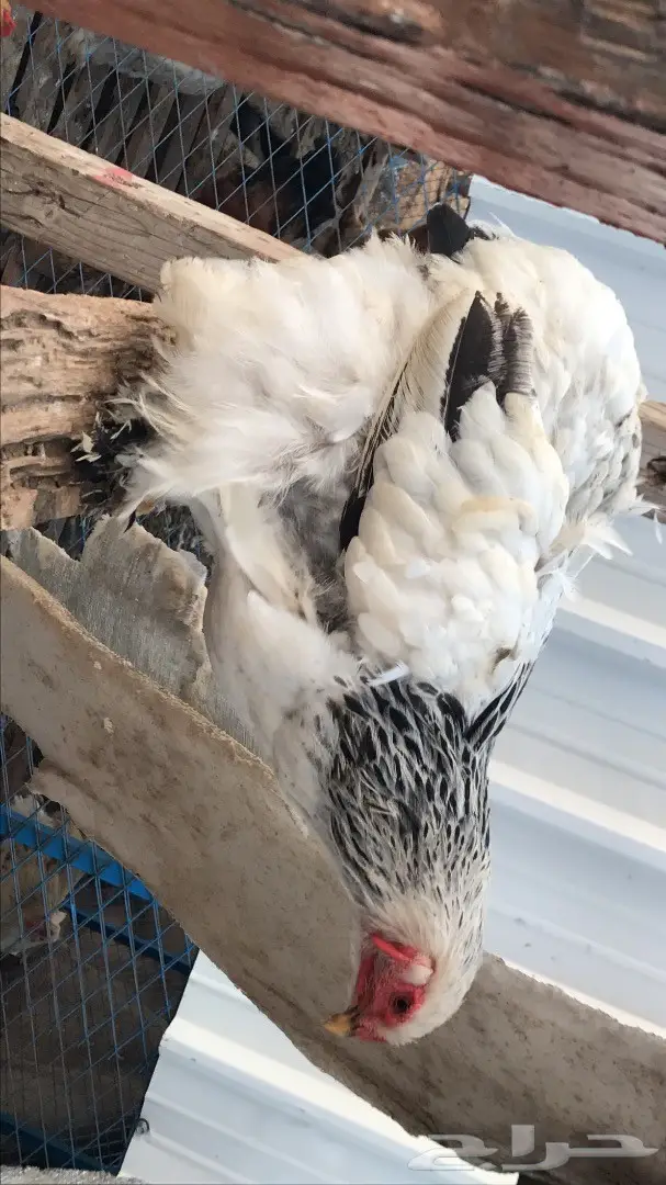 دجاج براهما توب للبيع - فرصة لا تعوض! (image 2)