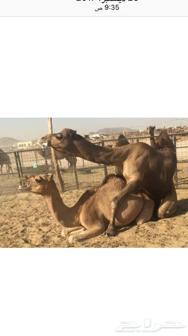 ناقه لقحه رباع 