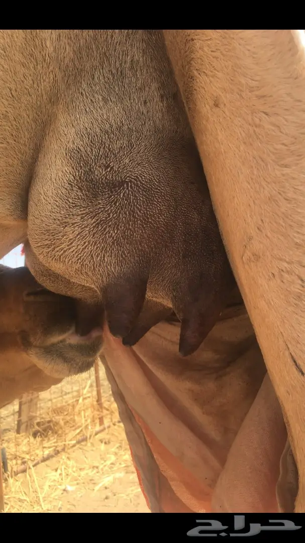 ناقه لقحه رباع  (image 2)