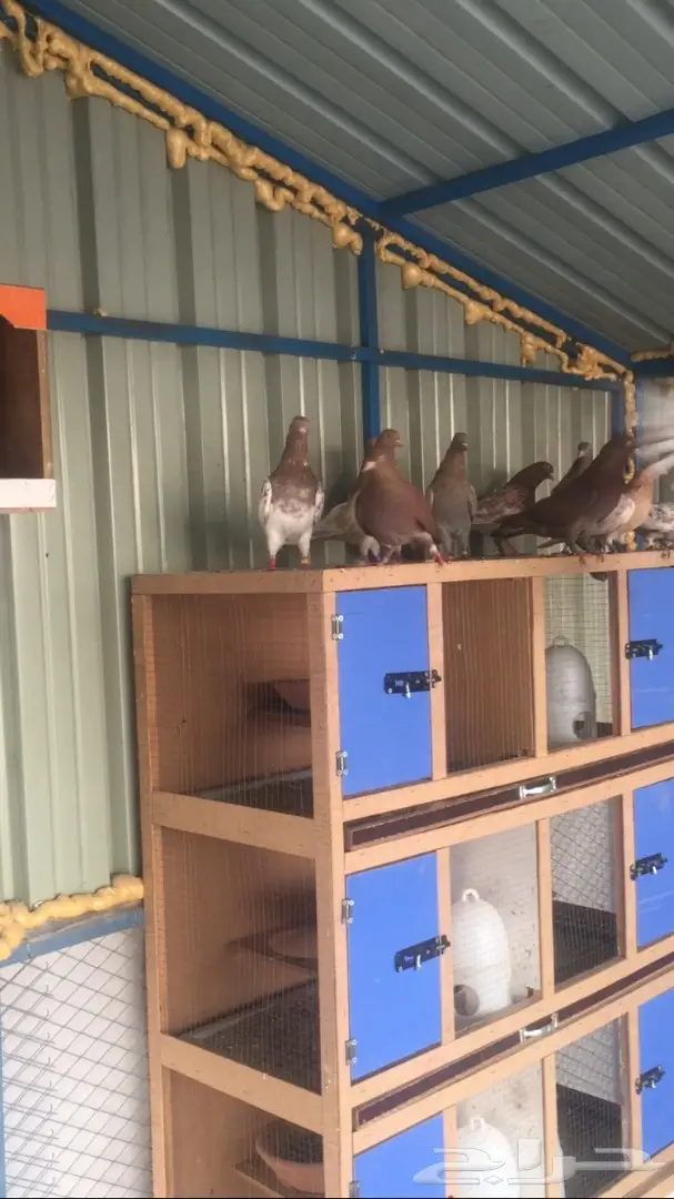 مفقود في السنابل الأجاويد الامير فواز  (image 1)