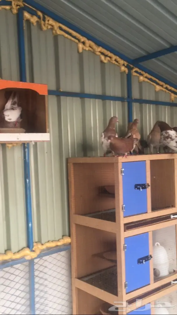 مفقود في السنابل الأجاويد الامير فواز  (image 2)