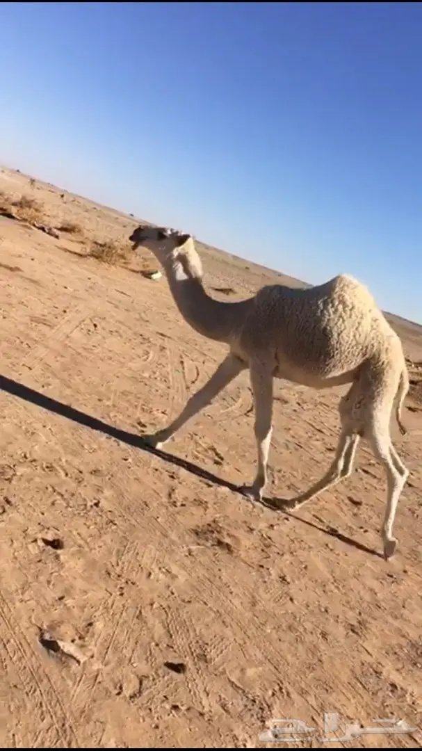 بكره تمامية كفو للبيع 