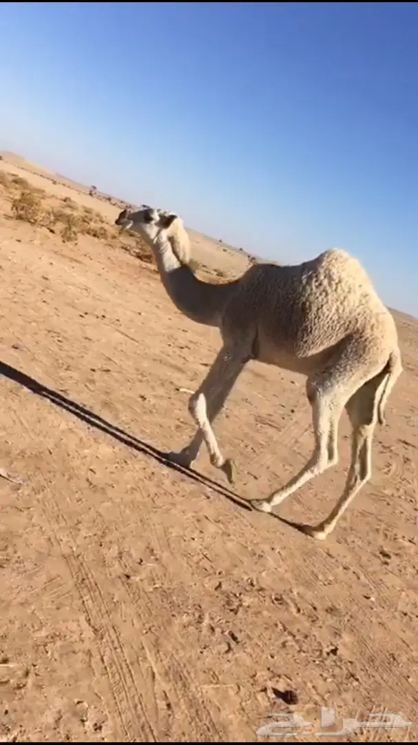 بكره تمامية كفو للبيع  (image 1)